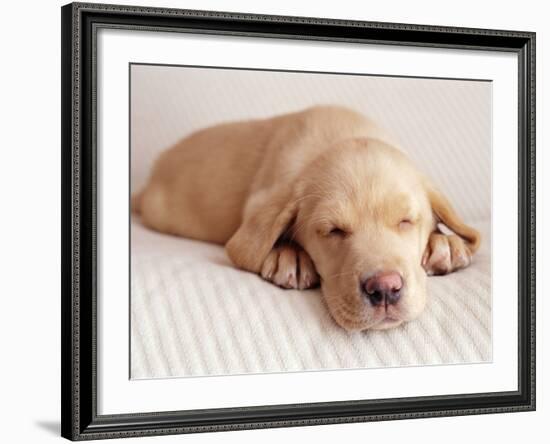 Sleeping Labrador Puppy-Jim Craigmyle-Framed Photographic Print