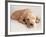 Sleeping Labrador Puppy-Jim Craigmyle-Framed Photographic Print