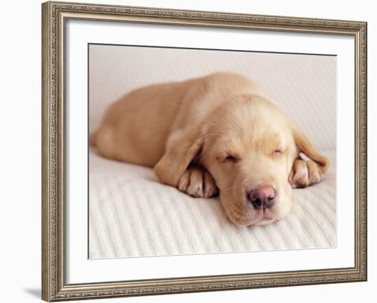 Sleeping Labrador Puppy-Jim Craigmyle-Framed Photographic Print