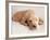 Sleeping Labrador Puppy-Jim Craigmyle-Framed Photographic Print