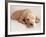 Sleeping Labrador Puppy-Jim Craigmyle-Framed Photographic Print