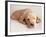 Sleeping Labrador Puppy-Jim Craigmyle-Framed Photographic Print