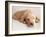 Sleeping Labrador Puppy-Jim Craigmyle-Framed Photographic Print