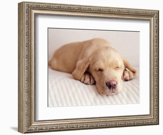 Sleeping Labrador Puppy-Jim Craigmyle-Framed Photographic Print