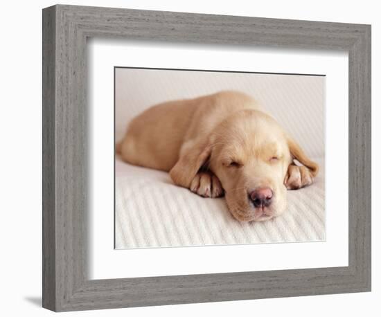 Sleeping Labrador Puppy-Jim Craigmyle-Framed Photographic Print