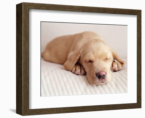 Sleeping Labrador Puppy-Jim Craigmyle-Framed Photographic Print