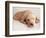 Sleeping Labrador Puppy-Jim Craigmyle-Framed Photographic Print