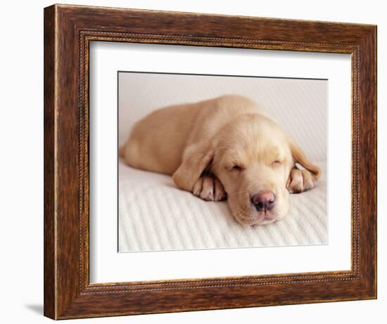 Sleeping Labrador Puppy-Jim Craigmyle-Framed Photographic Print