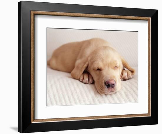 Sleeping Labrador Puppy-Jim Craigmyle-Framed Photographic Print