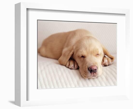 Sleeping Labrador Puppy-Jim Craigmyle-Framed Photographic Print