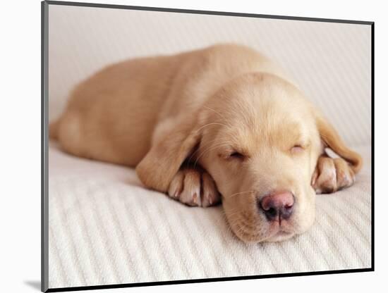 Sleeping Labrador Puppy-Jim Craigmyle-Mounted Photographic Print