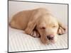 Sleeping Labrador Puppy-Jim Craigmyle-Mounted Photographic Print