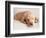 Sleeping Labrador Puppy-Jim Craigmyle-Framed Photographic Print