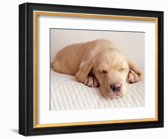 Sleeping Labrador Puppy-Jim Craigmyle-Framed Photographic Print