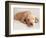 Sleeping Labrador Puppy-Jim Craigmyle-Framed Photographic Print