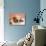 Sleeping Labrador Puppy-Jim Craigmyle-Photographic Print displayed on a wall