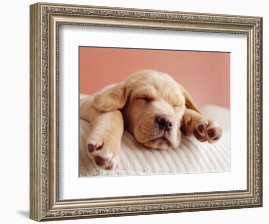 Sleeping Labrador Puppy-Jim Craigmyle-Framed Photographic Print