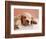 Sleeping Labrador Puppy-Jim Craigmyle-Framed Photographic Print