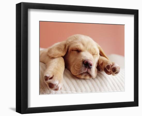 Sleeping Labrador Puppy-Jim Craigmyle-Framed Photographic Print