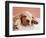 Sleeping Labrador Puppy-Jim Craigmyle-Framed Photographic Print