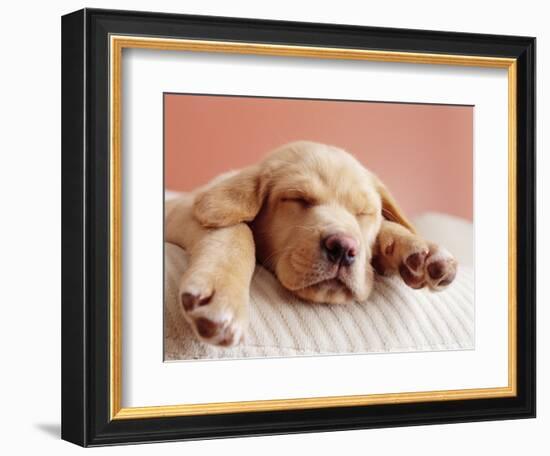 Sleeping Labrador Puppy-Jim Craigmyle-Framed Photographic Print