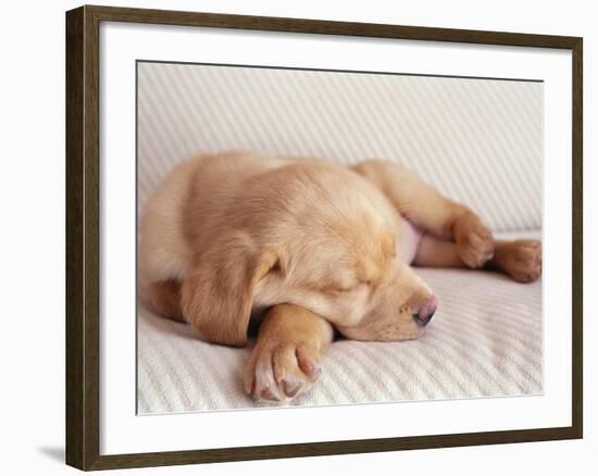 Sleeping Labrador Puppy-Jim Craigmyle-Framed Photographic Print