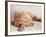 Sleeping Labrador Puppy-Jim Craigmyle-Framed Photographic Print