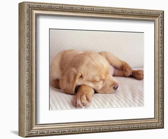 Sleeping Labrador Puppy-Jim Craigmyle-Framed Photographic Print