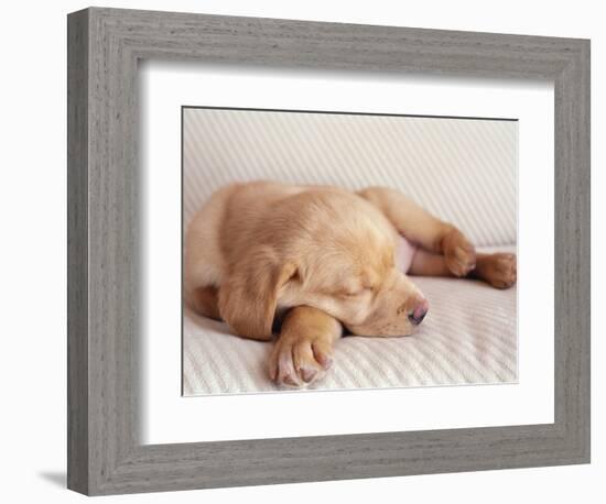 Sleeping Labrador Puppy-Jim Craigmyle-Framed Photographic Print