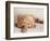 Sleeping Labrador Puppy-Jim Craigmyle-Framed Photographic Print