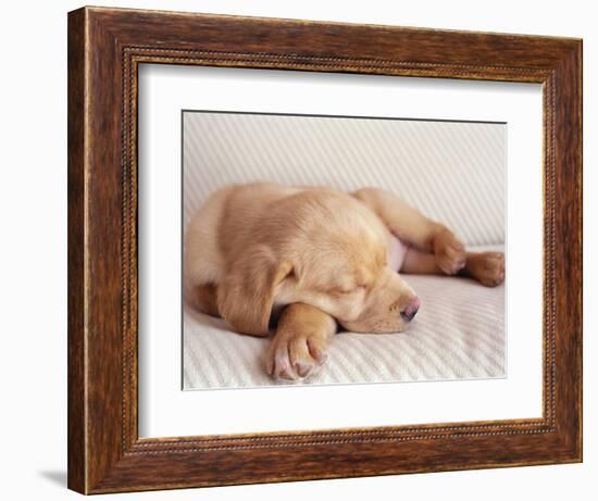 Sleeping Labrador Puppy-Jim Craigmyle-Framed Photographic Print