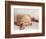 Sleeping Labrador Puppy-Jim Craigmyle-Framed Photographic Print