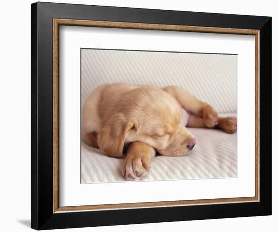 Sleeping Labrador Puppy-Jim Craigmyle-Framed Photographic Print