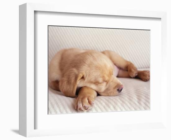 Sleeping Labrador Puppy-Jim Craigmyle-Framed Photographic Print