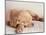 Sleeping Labrador Puppy-Jim Craigmyle-Mounted Photographic Print