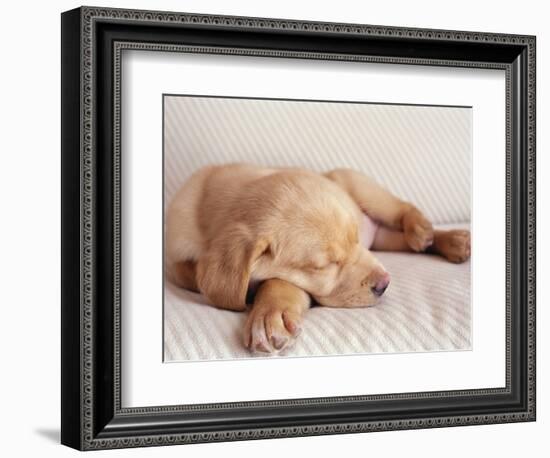 Sleeping Labrador Puppy-Jim Craigmyle-Framed Photographic Print