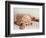 Sleeping Labrador Puppy-Jim Craigmyle-Framed Photographic Print