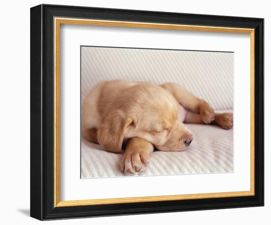 Sleeping Labrador Puppy-Jim Craigmyle-Framed Photographic Print