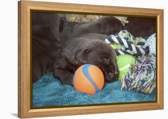 Sleeping Labrador Retriever Puppies-Zandria Muench Beraldo-Framed Premier Image Canvas