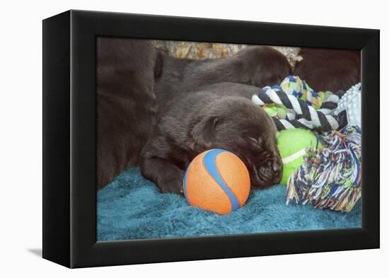 Sleeping Labrador Retriever Puppies-Zandria Muench Beraldo-Framed Premier Image Canvas