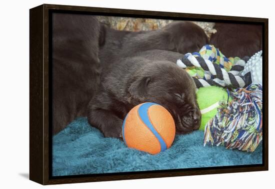 Sleeping Labrador Retriever Puppies-Zandria Muench Beraldo-Framed Premier Image Canvas