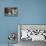 Sleeping Labrador Retriever Puppies-Zandria Muench Beraldo-Framed Premier Image Canvas displayed on a wall