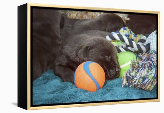 Sleeping Labrador Retriever Puppies-Zandria Muench Beraldo-Framed Premier Image Canvas