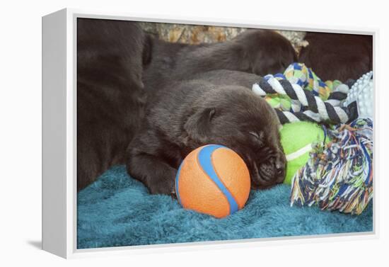 Sleeping Labrador Retriever Puppies-Zandria Muench Beraldo-Framed Premier Image Canvas