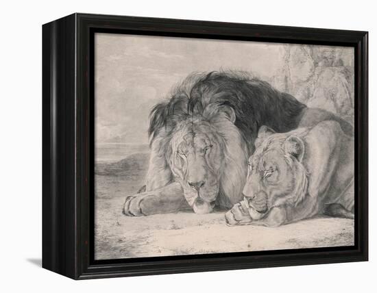 Sleeping Lion and Lioness-F. Lewis-Framed Premier Image Canvas