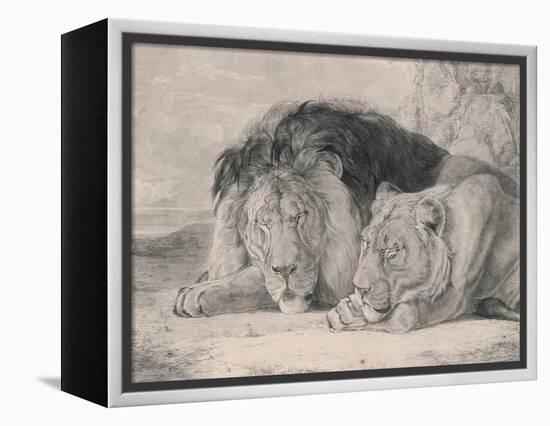 Sleeping Lion and Lioness-F. Lewis-Framed Premier Image Canvas