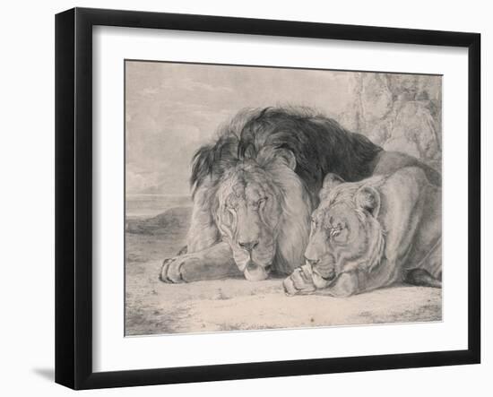 Sleeping Lion and Lioness-F. Lewis-Framed Premium Photographic Print