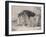 Sleeping Lion and Lioness-F. Lewis-Framed Premium Photographic Print