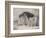 Sleeping Lion and Lioness-F. Lewis-Framed Photographic Print