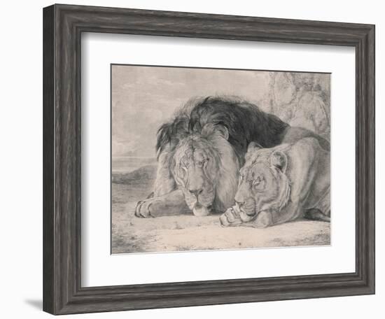 Sleeping Lion and Lioness-F. Lewis-Framed Photographic Print